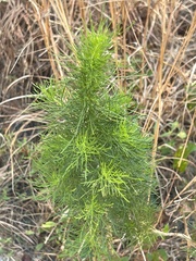 Eupatorium capillifolium