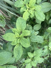 Ocimum tenuiflorum