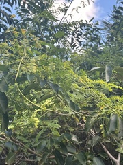 Senna surattensis