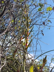 Bromeliaceae