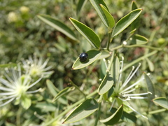 Parexochomus nigromaculatus