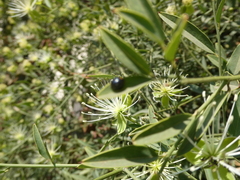Maerua juncea