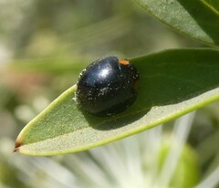 Parexochomus nigromaculatus