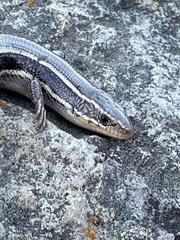 Plestiodon skiltonianus skiltonianus