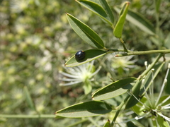 Parexochomus nigromaculatus