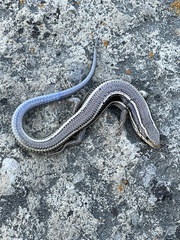 Plestiodon skiltonianus skiltonianus