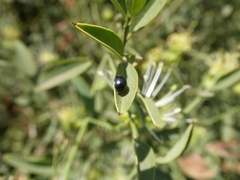 Parexochomus nigromaculatus