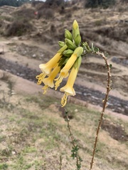 Cantua