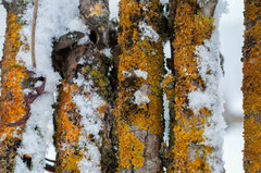 Xanthoriicola physciae