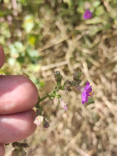 Image of Mirabilis viscosa by (c) Guillermo Huerta Ramos, some rights reserved (CC BY)