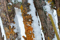 Xanthoriicola physciae