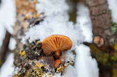 Flammulina elastica