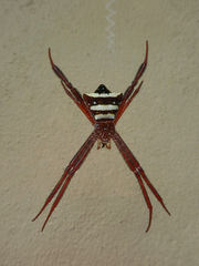 Argiope reinwardti