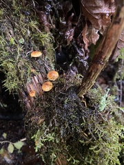 Heimiomyces fulvipes