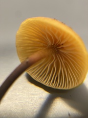 Heimiomyces fulvipes