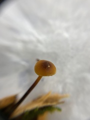 Heimiomyces fulvipes