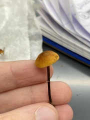 Heimiomyces fulvipes