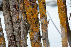 Xanthoriicola physciae