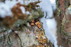 Hymenoscyphus salicellus