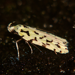 Izatha peroneanella