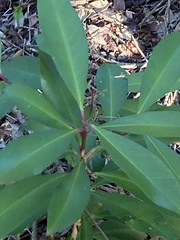 Ardisia