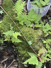 Thelypteris palustris