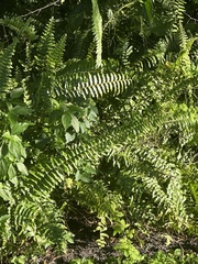 Nephrolepis exaltata