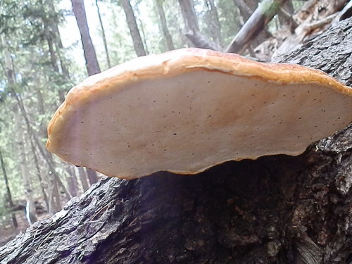 Schrenk's Red-Belt Conk