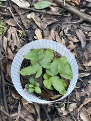 Tectaria heracleifolia