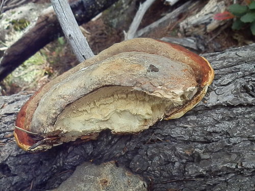 Schrenk's Red-Belt Conk