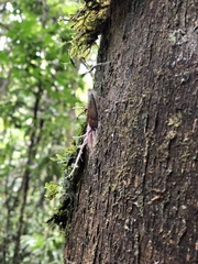 Pterodictya reticularis