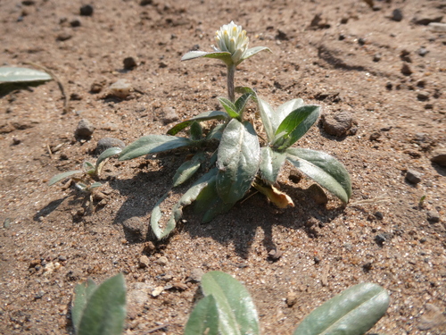 Gomphrena celosioides image