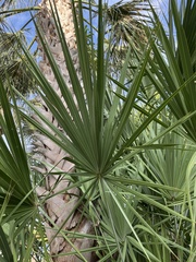 Serenoa repens