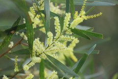 Acacia floribunda