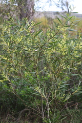 Acacia floribunda