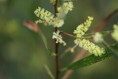 Acacia floribunda