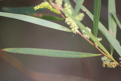 Acacia floribunda