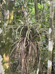 Tillandsia utriculata