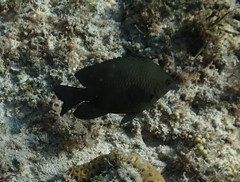 Neoglyphidodon melas