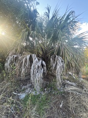 Sabal palmetto