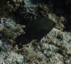 Neoglyphidodon melas