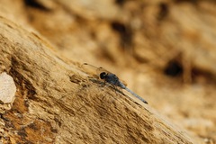 Orthetrum glaucum