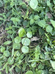 Hydrocotyle umbellata