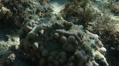 Porites