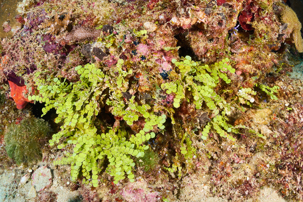 Halimeda minima