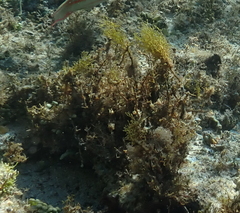 Phaeophyceae