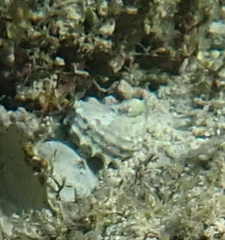 Turbo radiatus