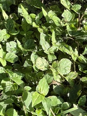 Parietaria floridana