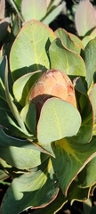 Protea grandiceps