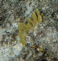 Millepora exaesa
